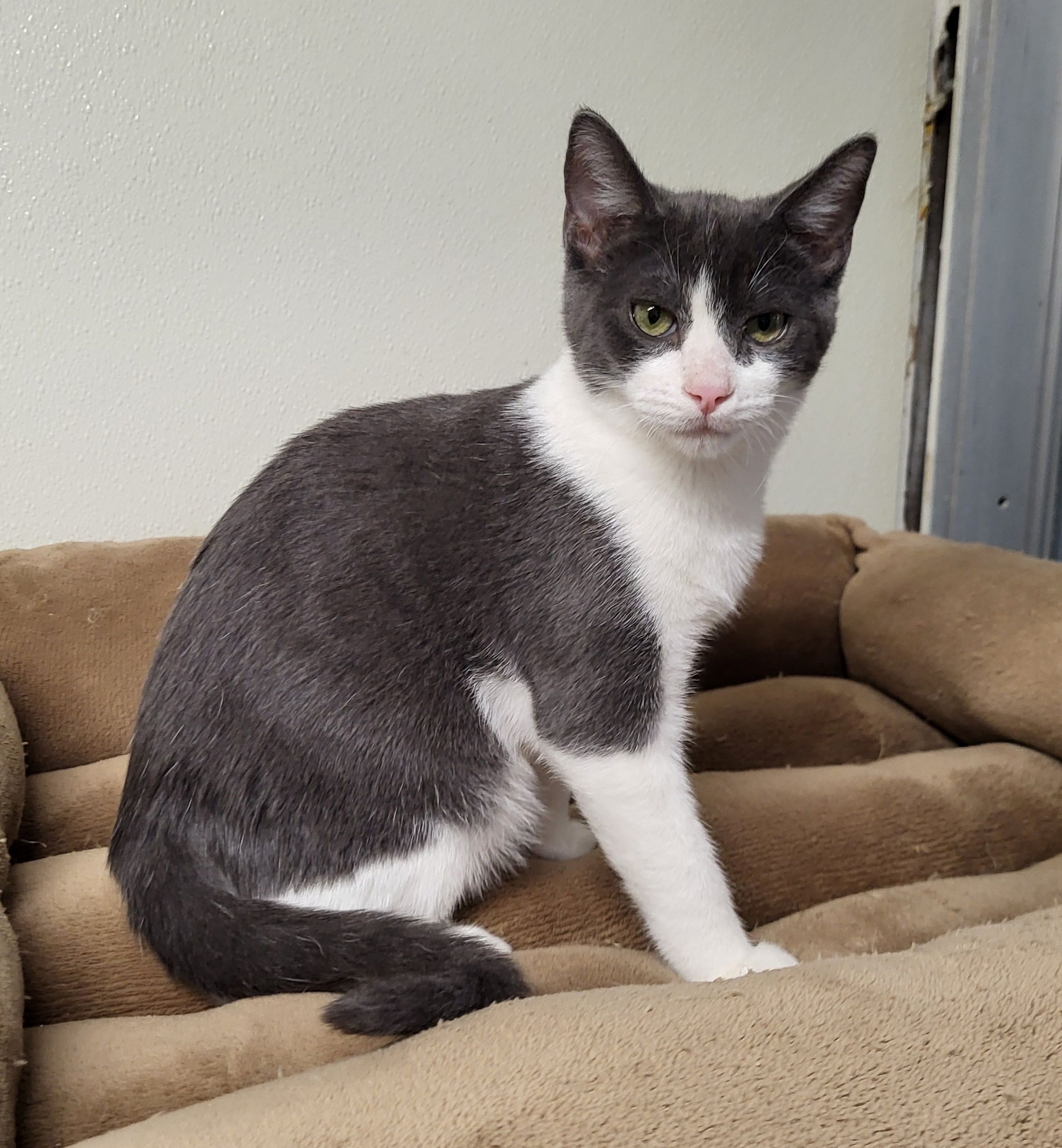 Enlarge Otis, a Adoptable Domestic Short Hair in Lodi, CA image 1/1