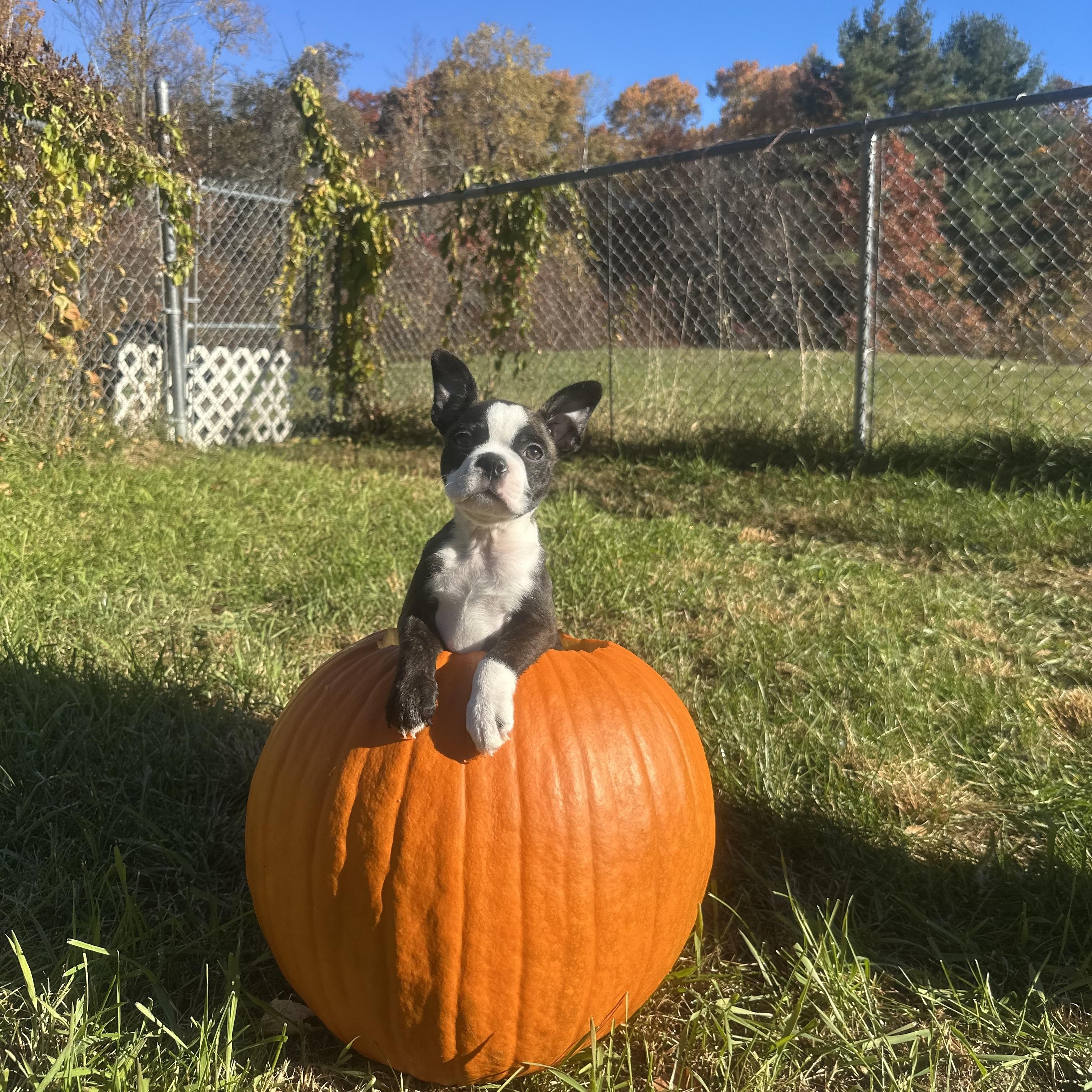 Enlarge Lil Pippin in NH. Come Meet our Adoptable Dogs Wednesday-Saturday. More info in Bio, a Adopted mixed breed in Manchester, NH image 4/5