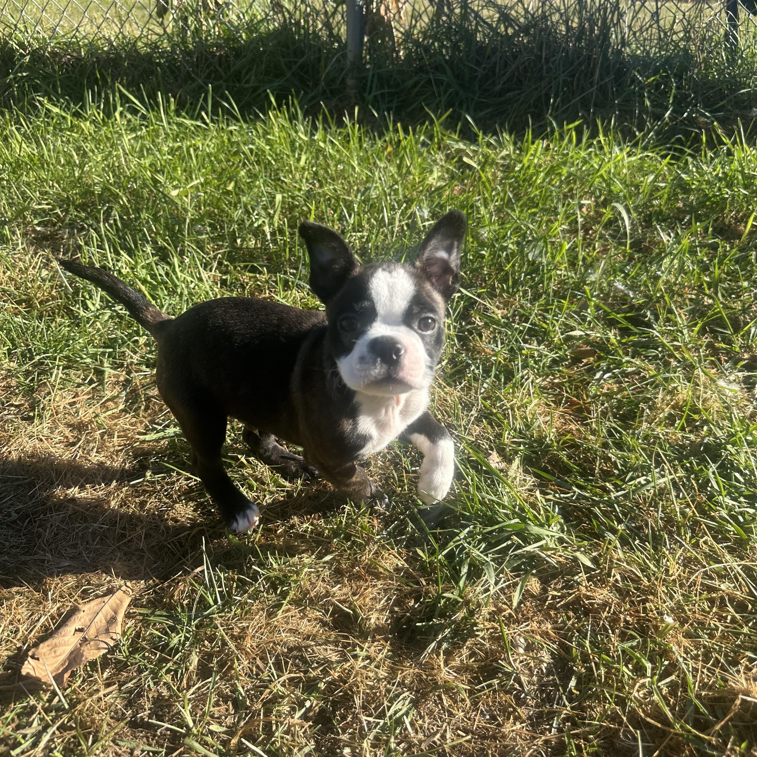 Enlarge Lil Pippin in NH. Come Meet our Adoptable Dogs Wednesday-Saturday. More info in Bio, a Adopted mixed breed in Manchester, NH image 2/5