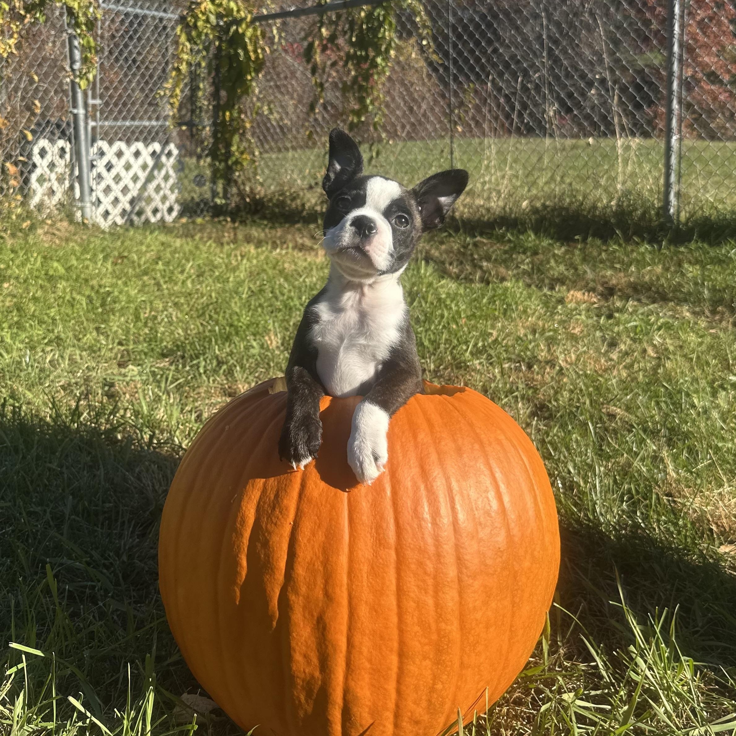Enlarge Lil Pippin in NH. Come Meet our Adoptable Dogs Wednesday-Saturday. More info in Bio, a Adopted mixed breed in Manchester, NH image 1/5