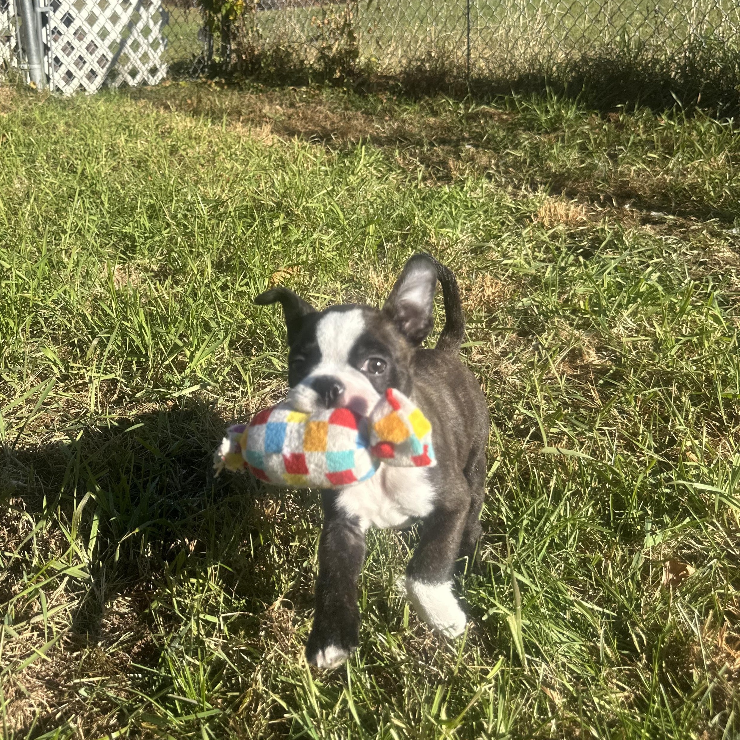 Enlarge Lil Pippin in NH. Come Meet our Adoptable Dogs Wednesday-Saturday. More info in Bio, a Adopted mixed breed in Manchester, NH image 3/5
