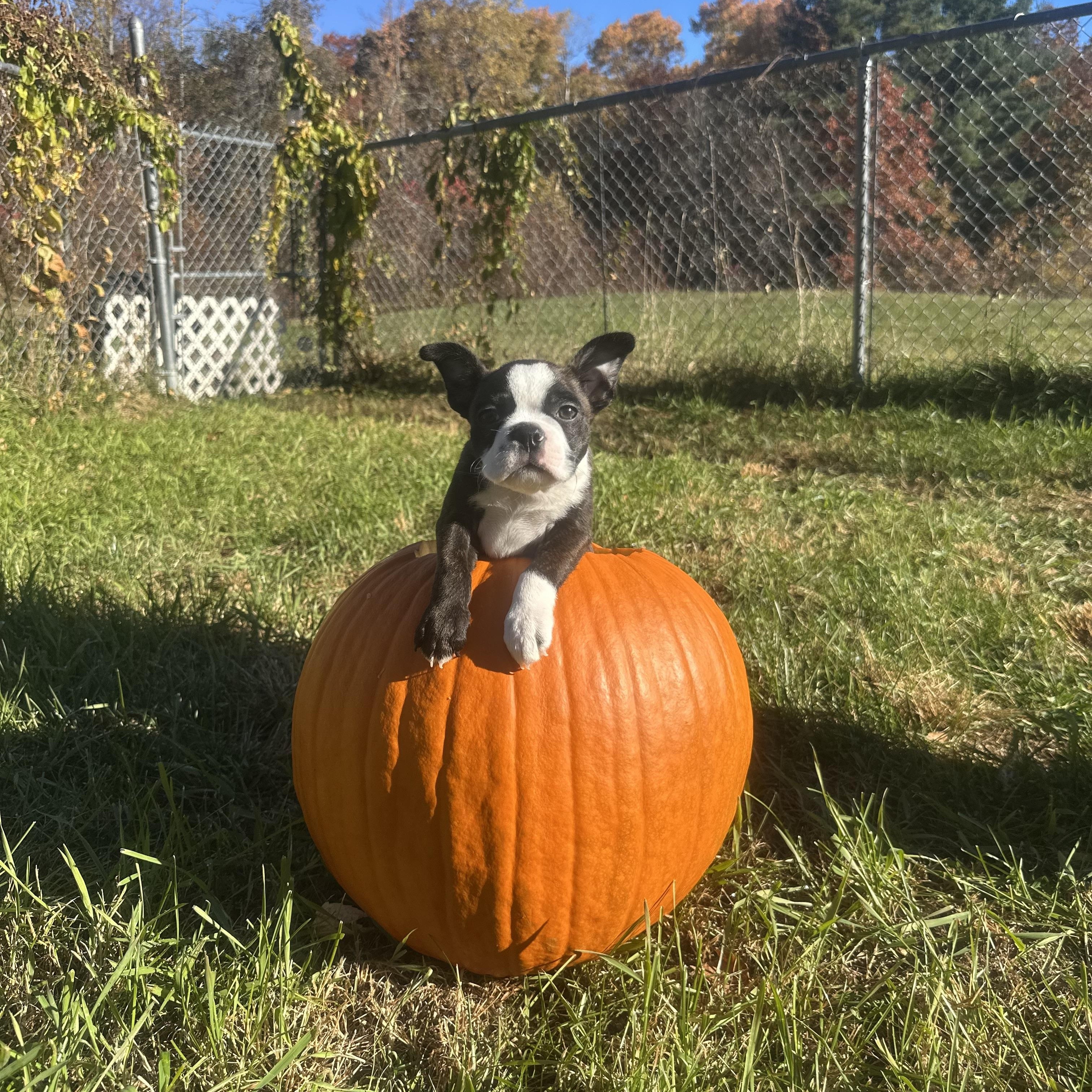 Enlarge Lil Pippin in NH. Come Meet our Adoptable Dogs Wednesday-Saturday. More info in Bio, a Adopted mixed breed in Manchester, NH image 5/5