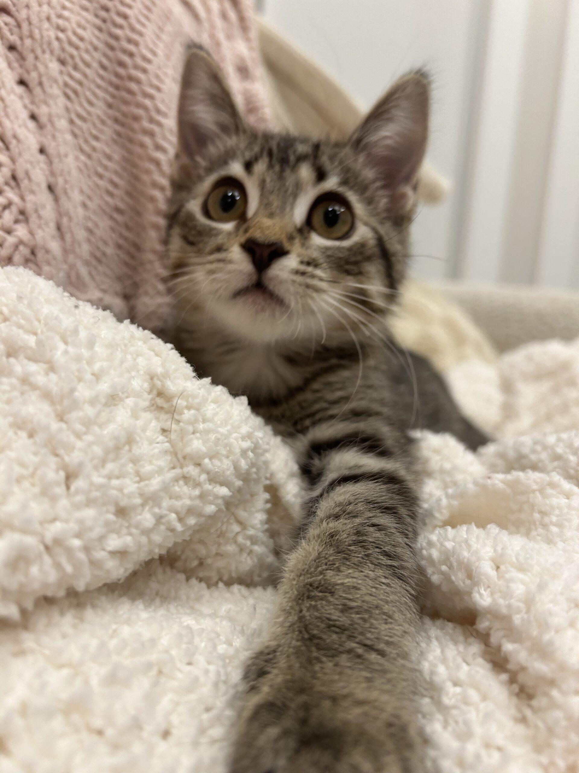 Enlarge Sprout, a ADOPTABLE Domestic Short Hair in Calgary, AB image 2/3