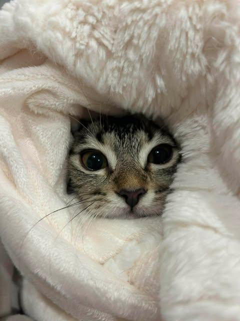 Enlarge Sprout, a ADOPTABLE Domestic Short Hair in Calgary, AB image 3/3