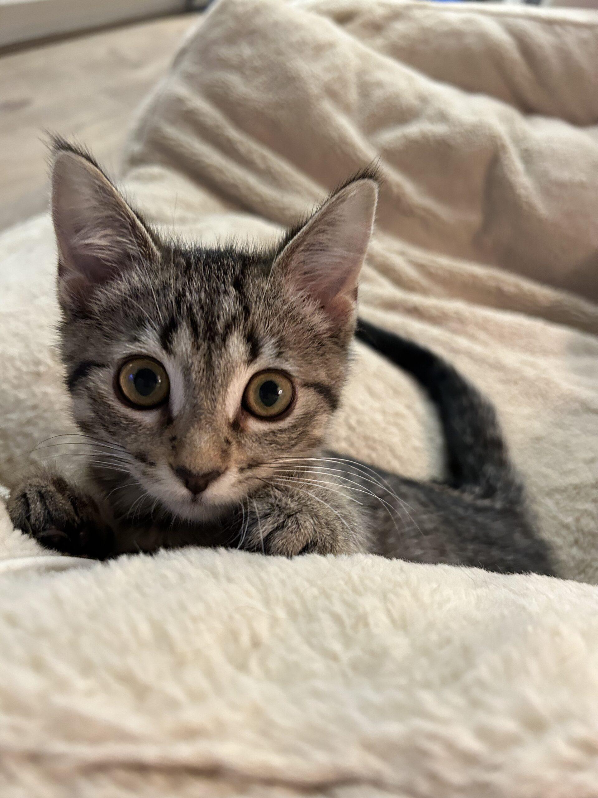 Sprout, ADOPTABLE, Kitten Male Domestic Short Hair.