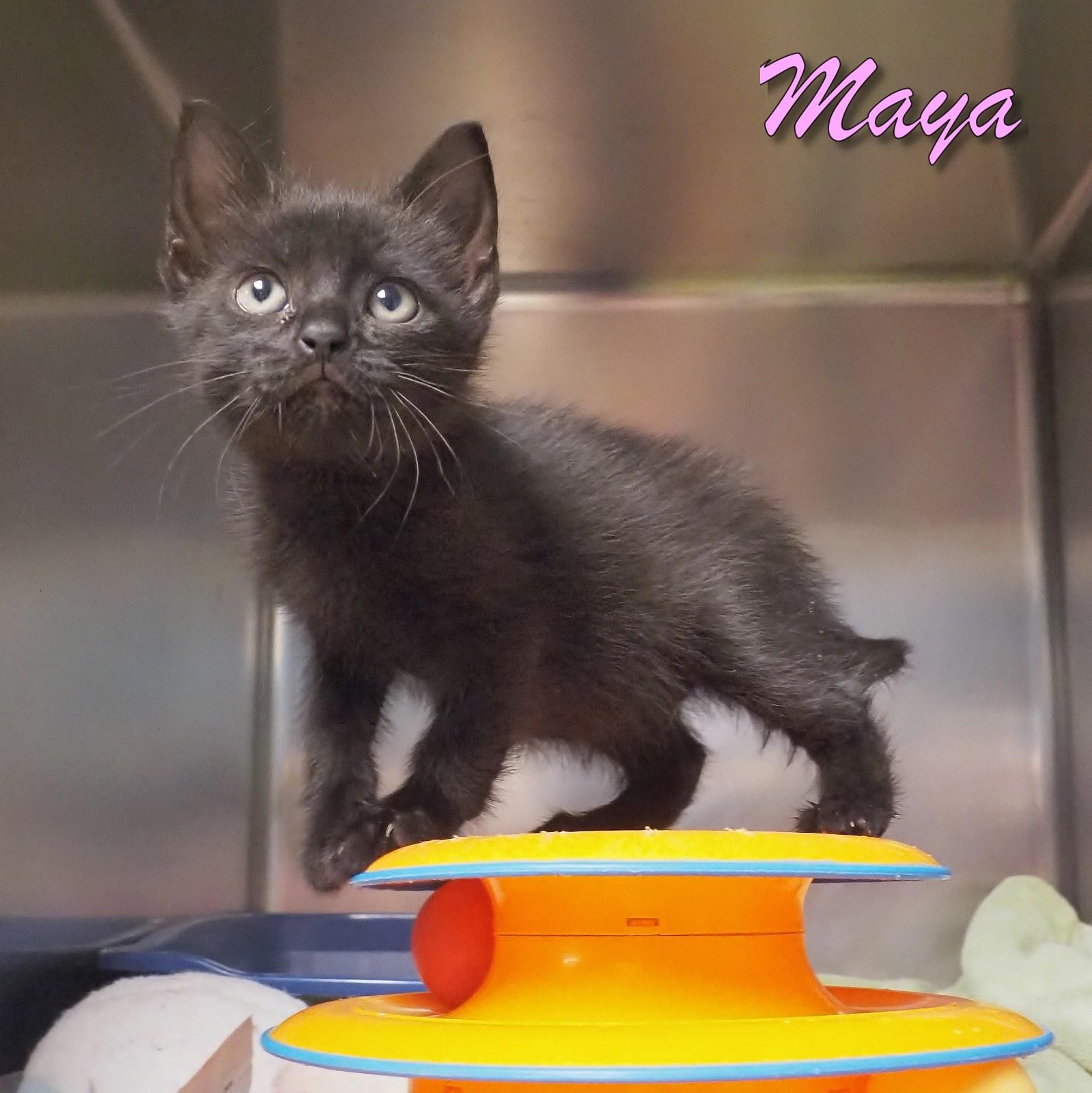 Maya