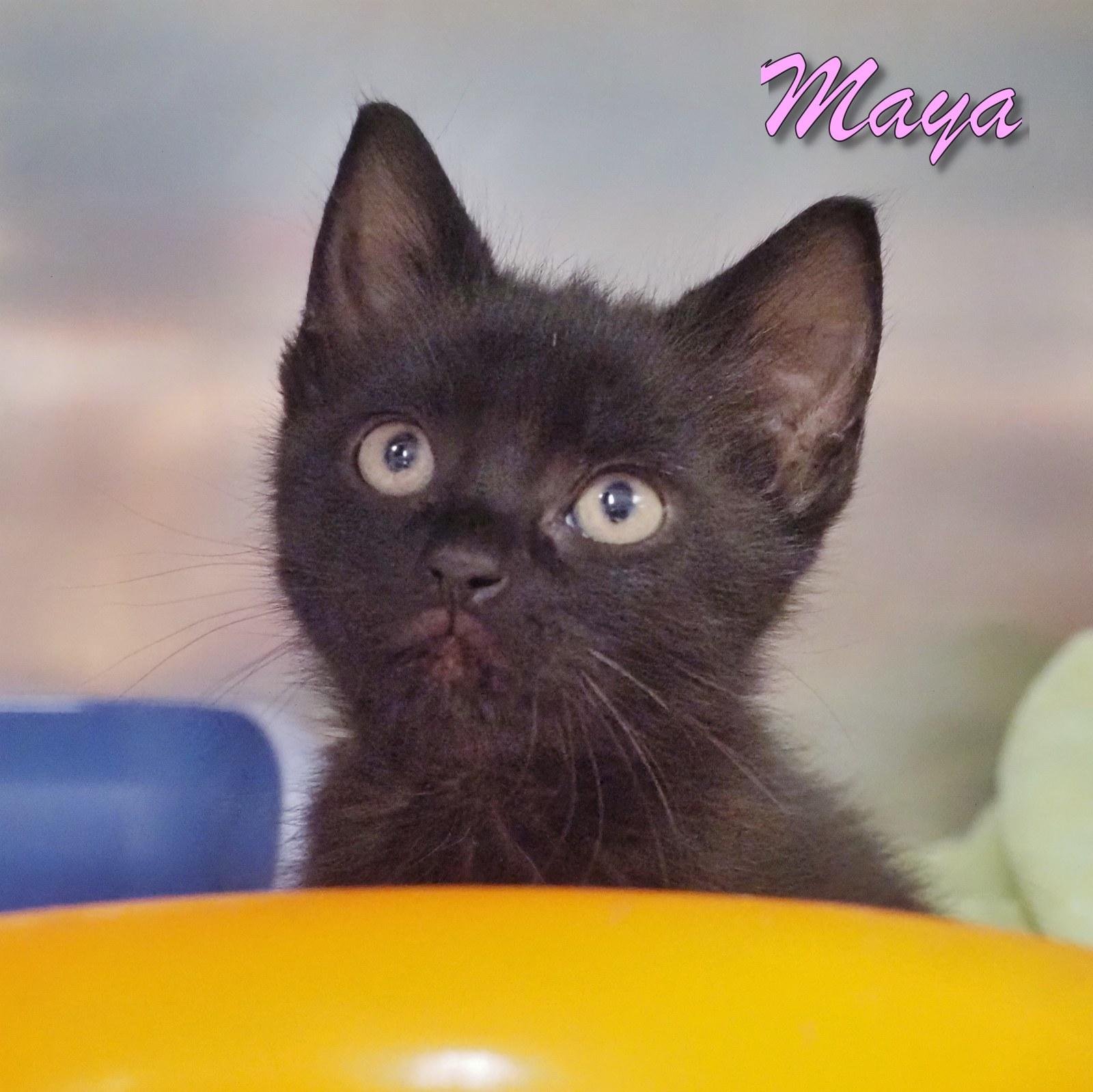 Maya
