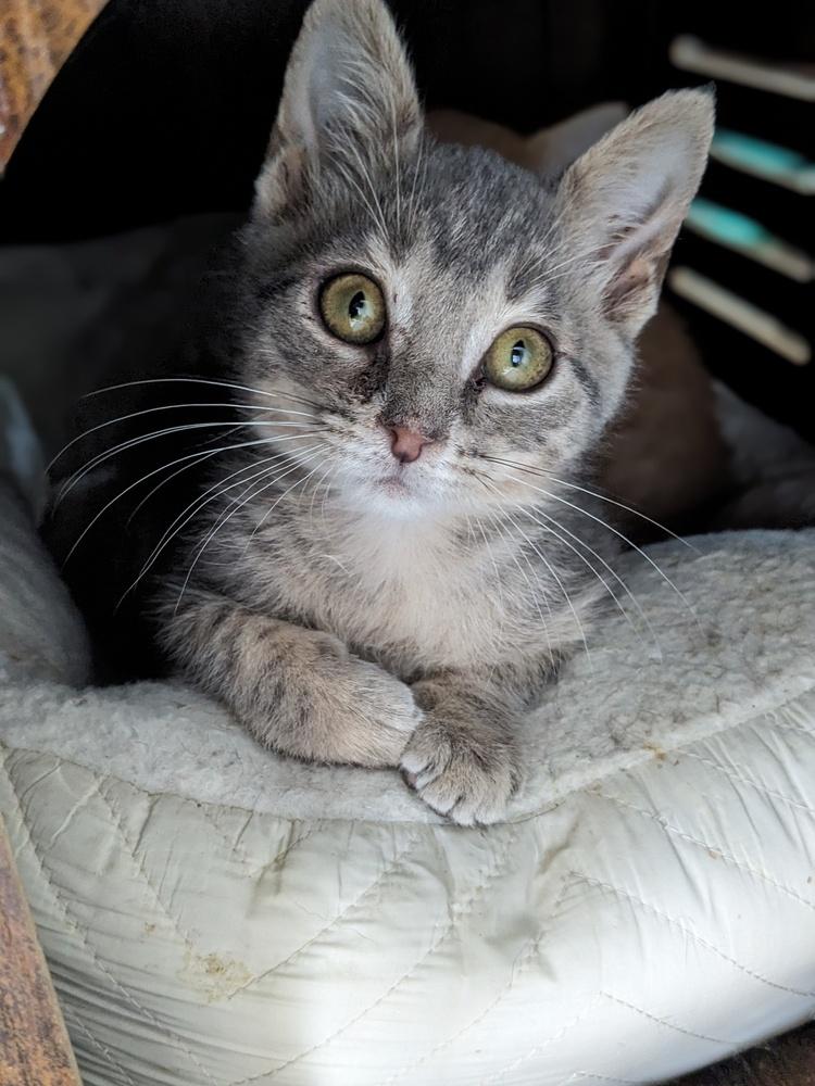 Star Lord, a Adoptable Domestic Short Hair in Lewisburg, TN image 1/3