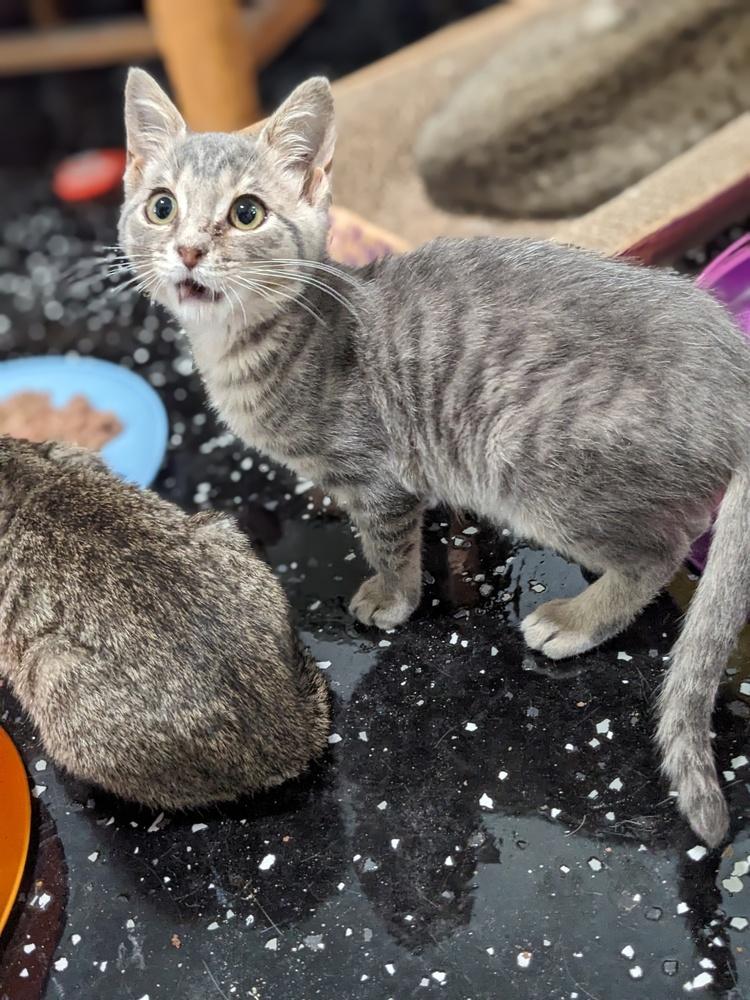 Star Lord, a Adoptable Domestic Short Hair in Lewisburg, TN image 2/3