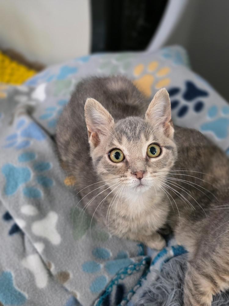 Star Lord, a Adoptable Domestic Short Hair in Lewisburg, TN image 3/3