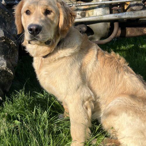 Enlarge Lenni, a Adoptable Golden Retriever in Vienna, ON image 1/6