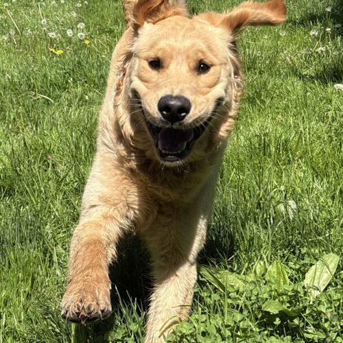 Enlarge Lenni, a Adoptable Golden Retriever in Vienna, ON image 2/6