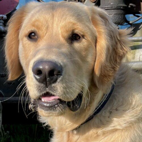 Enlarge Lenni, a Adoptable Golden Retriever in Vienna, ON image 3/6