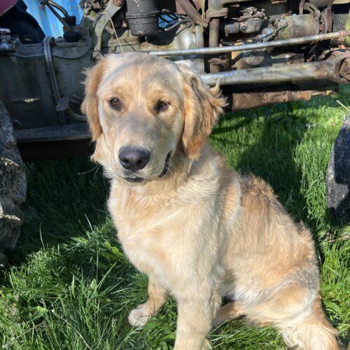 Enlarge Lenni, a Adoptable Golden Retriever in Vienna, ON image 4/6