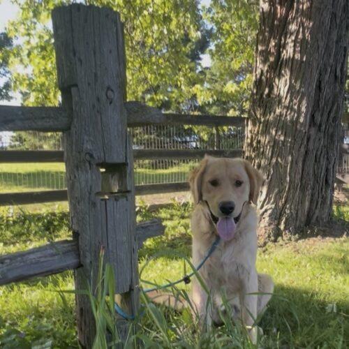 Enlarge Lenni, a Adoptable Golden Retriever in Vienna, ON image 5/6