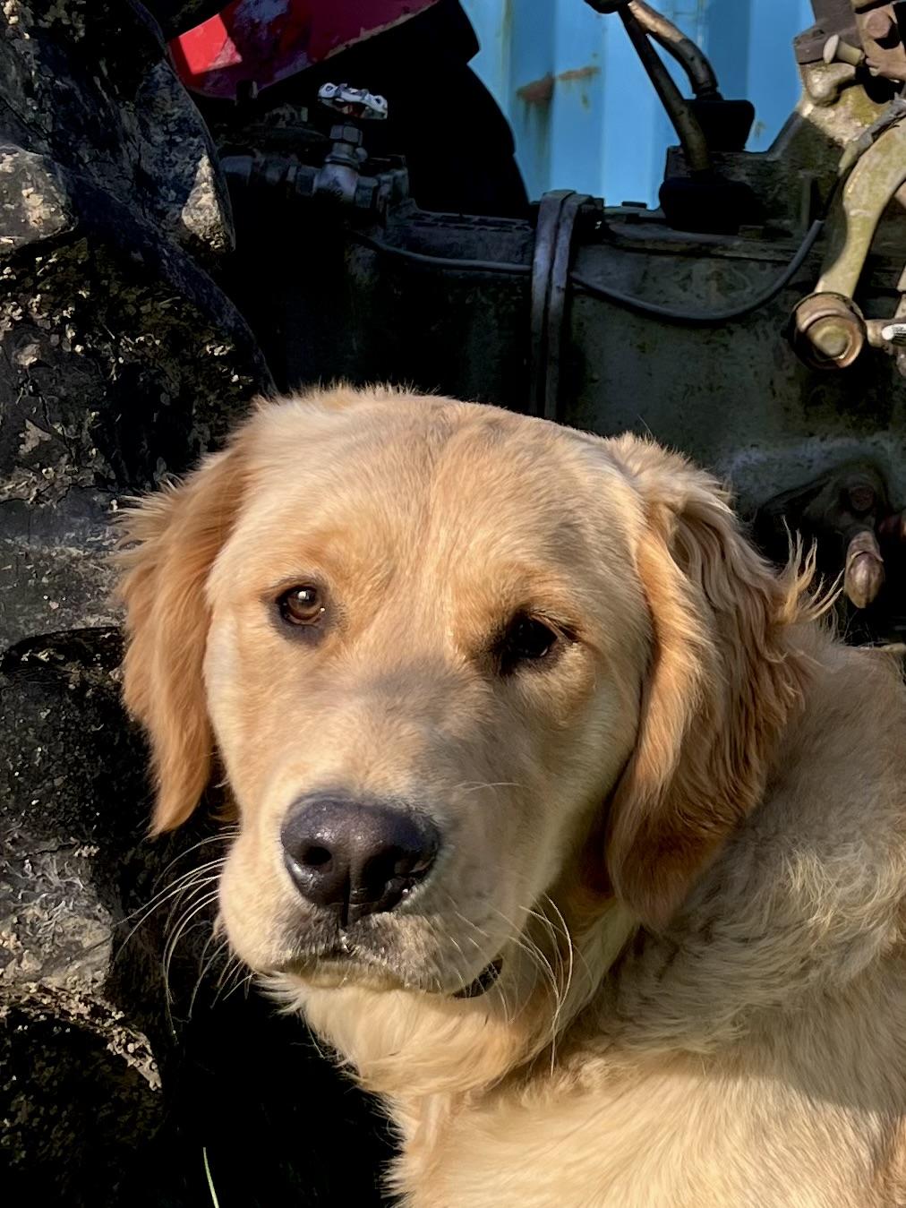Enlarge Lenni, a Adoptable Golden Retriever in Vienna, ON image 6/6