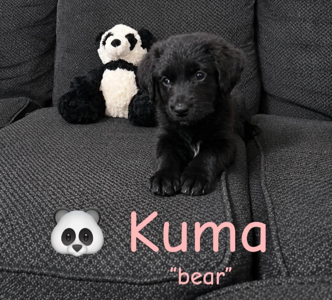 Kuma, ADOPTABLE, Puppy Female Labradoodle.