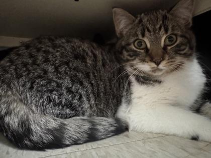 Enlarge Katara, a Adoptable mixed breed in Erin, ON image 2/2