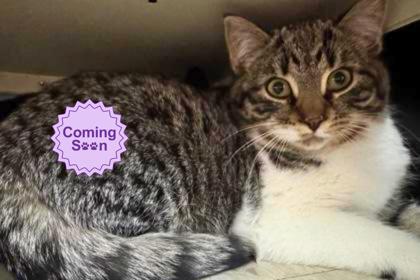 Katara, Adoptable, Young Female Domestic Medium Hair & Domestic Short Hair.