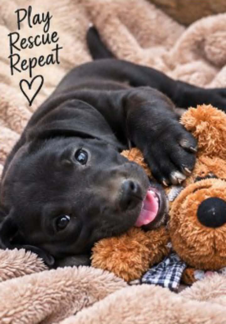 Enlarge Tater, a Adoptable mixed breed in East Dundee , IL image 2/5