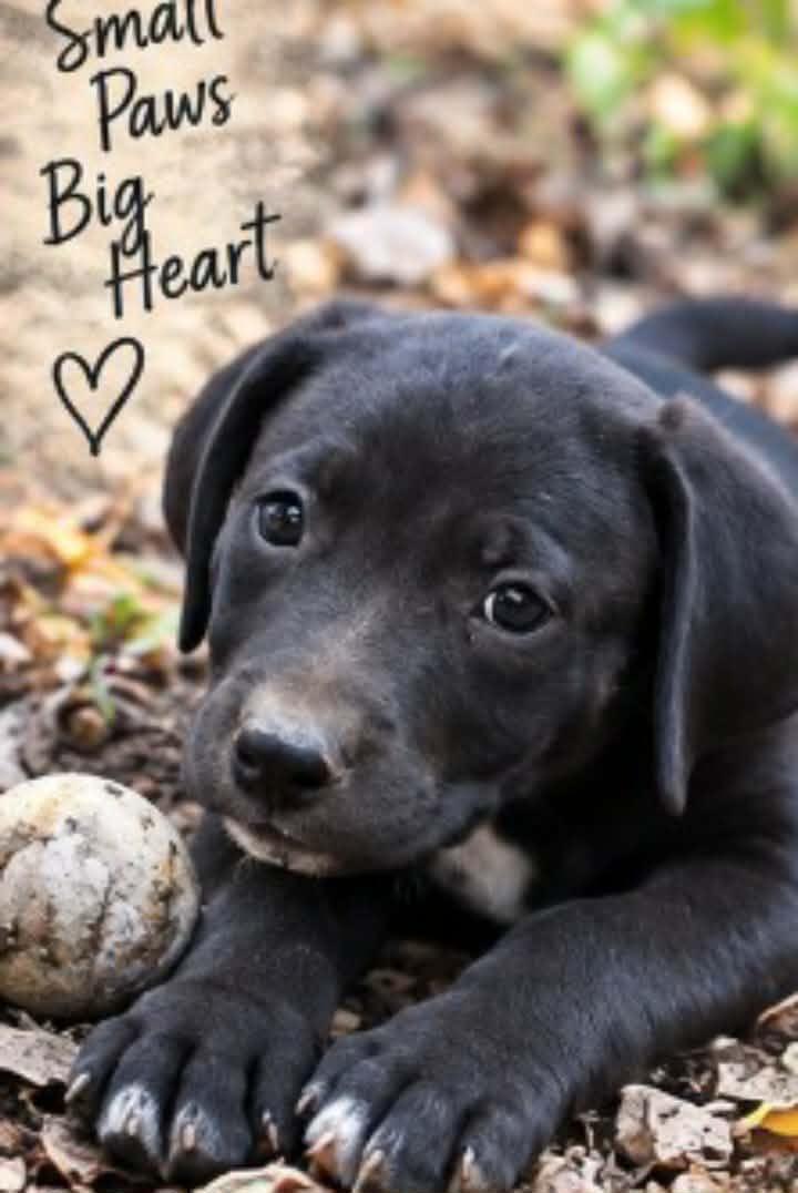 Enlarge Tater, a Adoptable mixed breed in East Dundee , IL image 4/5