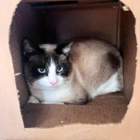 Enlarge Ziggy, a ADOPTABLE Siamese in Salt Lake City, UT image 1/1