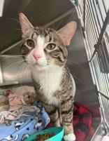 Rico, adoptable, Adult Male Domestic Short Hair.