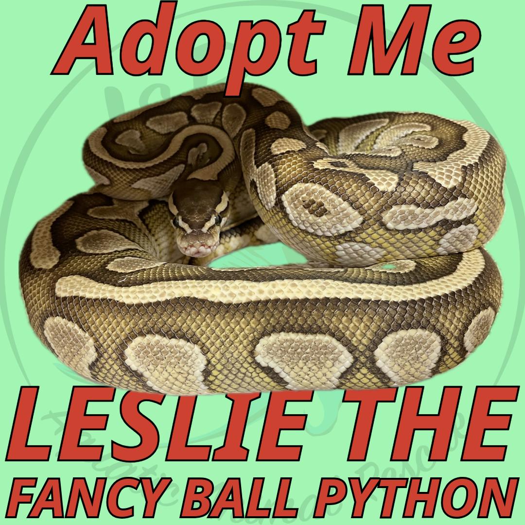 Leslie the Fancy Ball Python