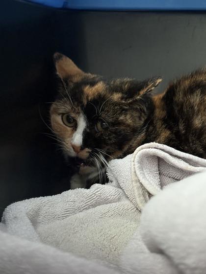 Enlarge Grace, a Adoptable mixed breed in Berwick, PA image 1/2