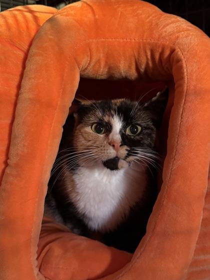 Enlarge Grace, a Adoptable mixed breed in Berwick, PA image 2/2