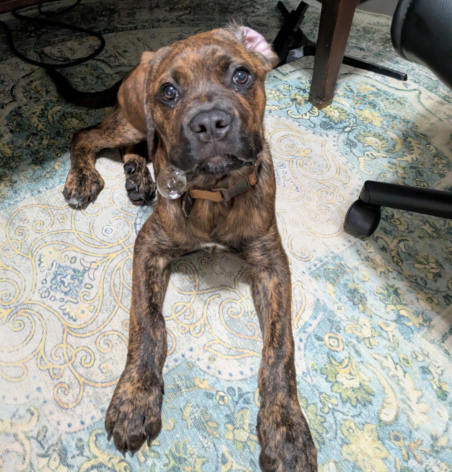 Shepherd, an adoptable mixed breed in Bryan, TX image 1/5