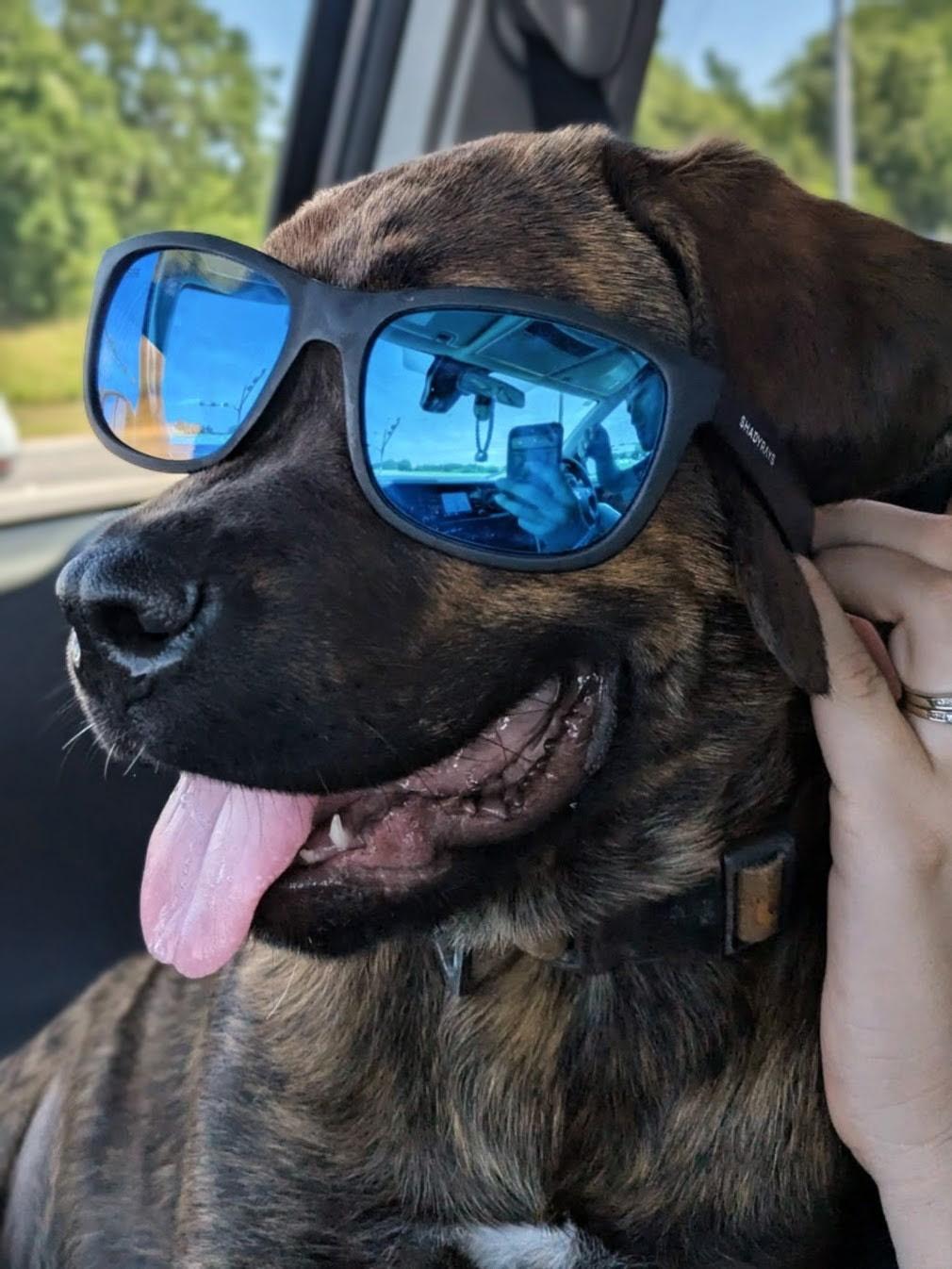 Shepherd, an adoptable mixed breed in Bryan, TX image 2/5