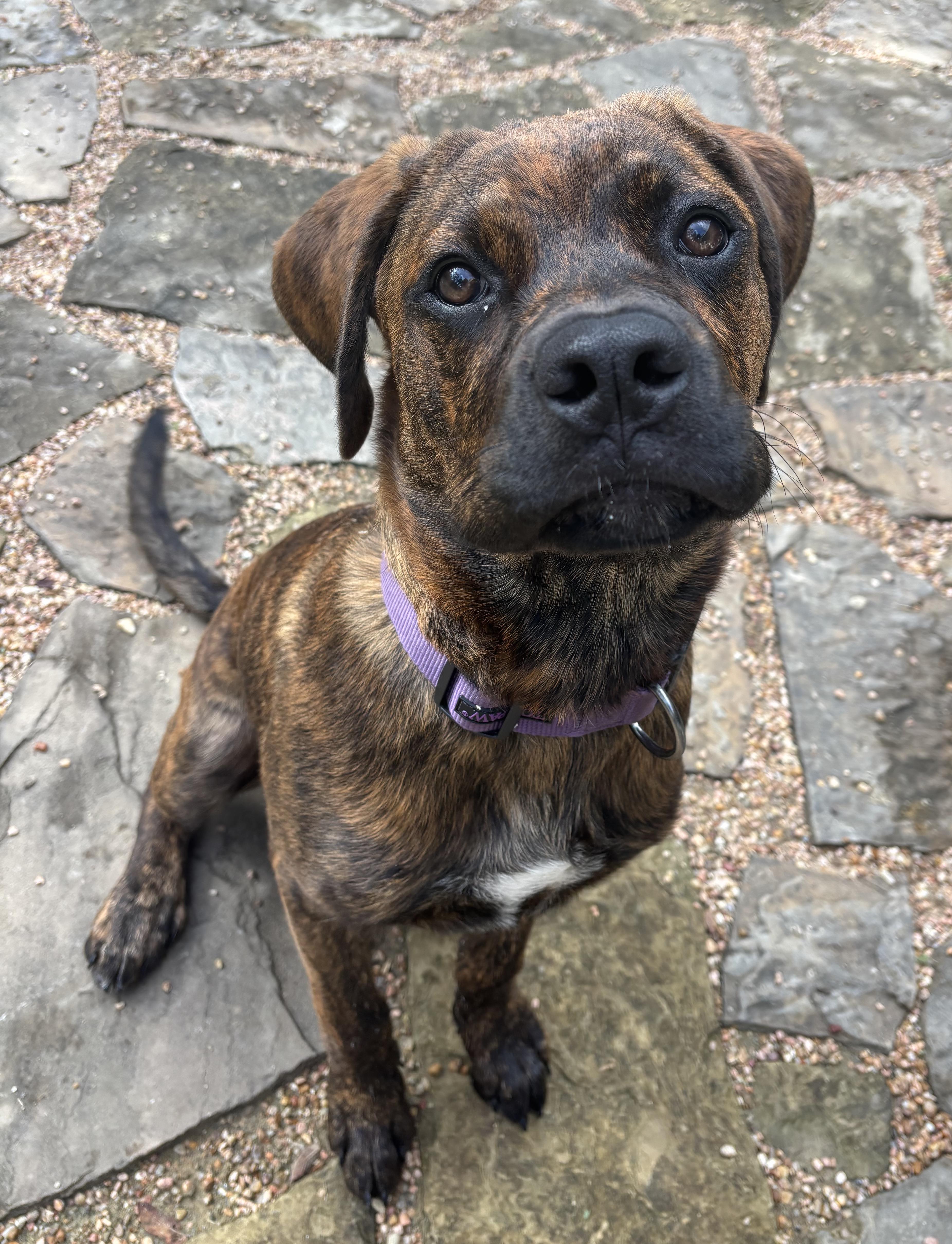 Enlarge Shepherd, an adoptable mixed breed in Bryan, TX image 4/6