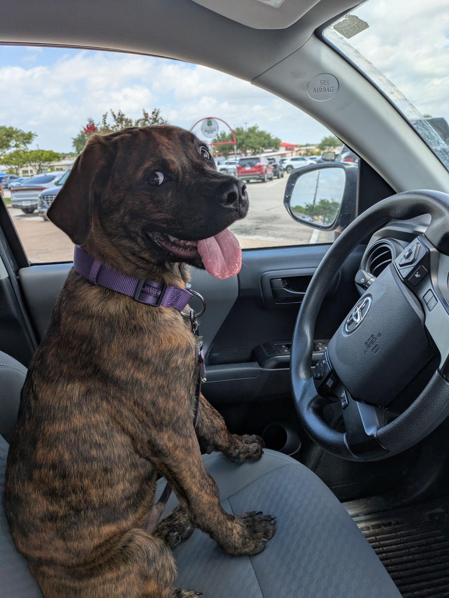 Shepherd, an adoptable mixed breed in Bryan, TX image 3/5