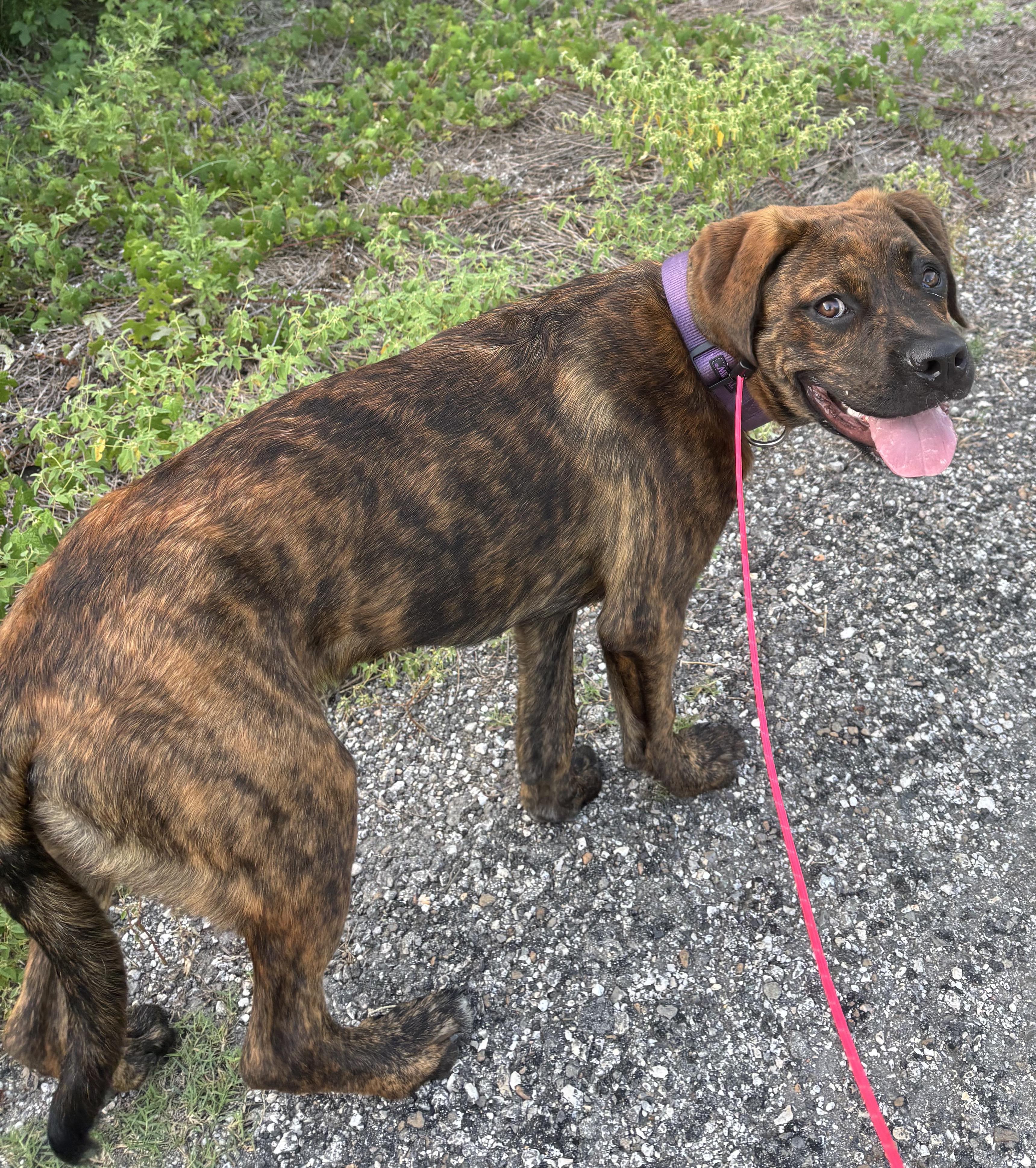 Enlarge Shepherd, an adoptable mixed breed in Bryan, TX image 2/6