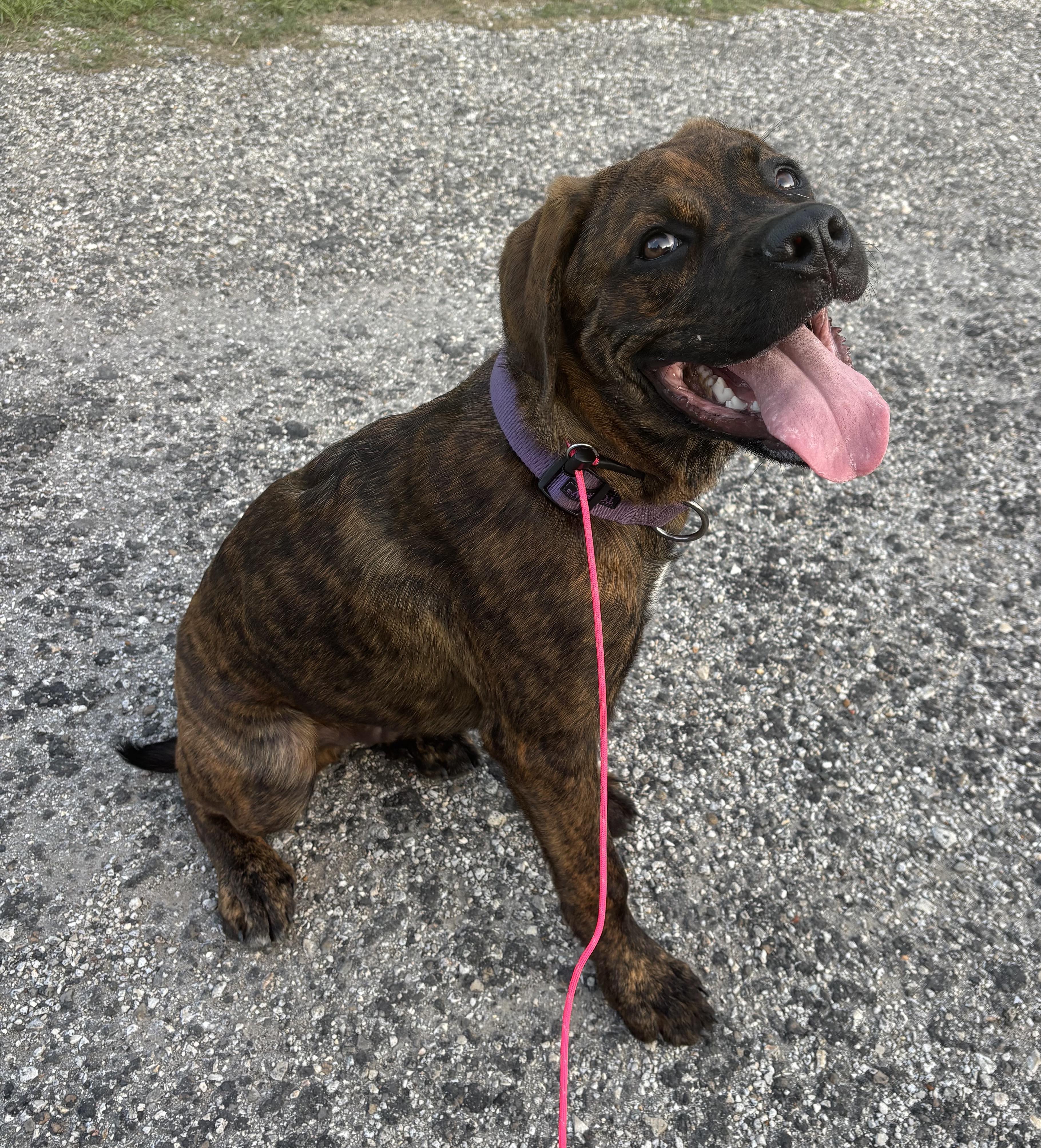 Enlarge Shepherd, an adoptable mixed breed in Bryan, TX image 1/6