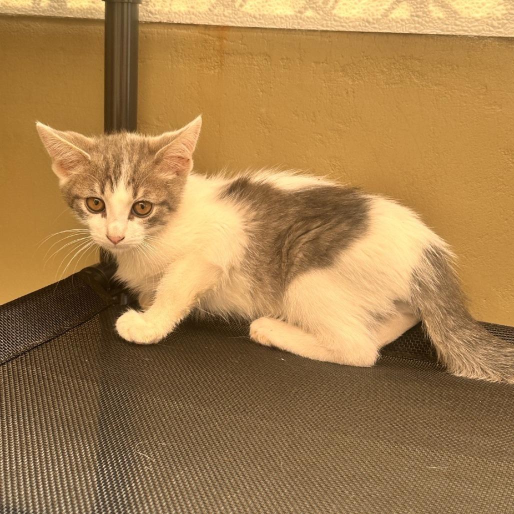 Enlarge Kittens, an adoptable Domestic Short Hair in Grass Valley, CA image 4/6