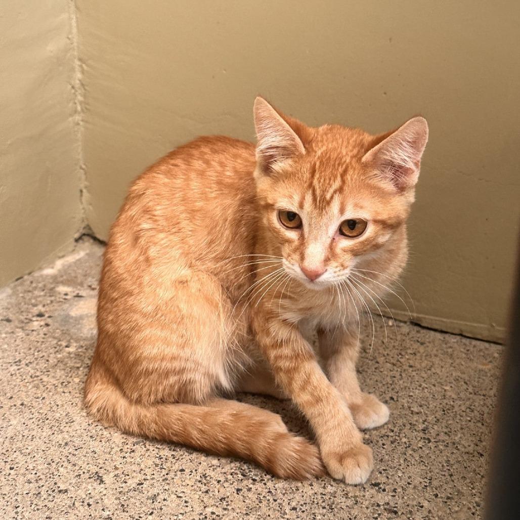 Enlarge Kittens, an adoptable Domestic Short Hair in Grass Valley, CA image 3/6