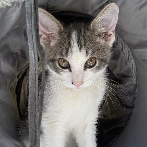 Enlarge Kittens, an adoptable Domestic Short Hair in Grass Valley, CA image 1/6