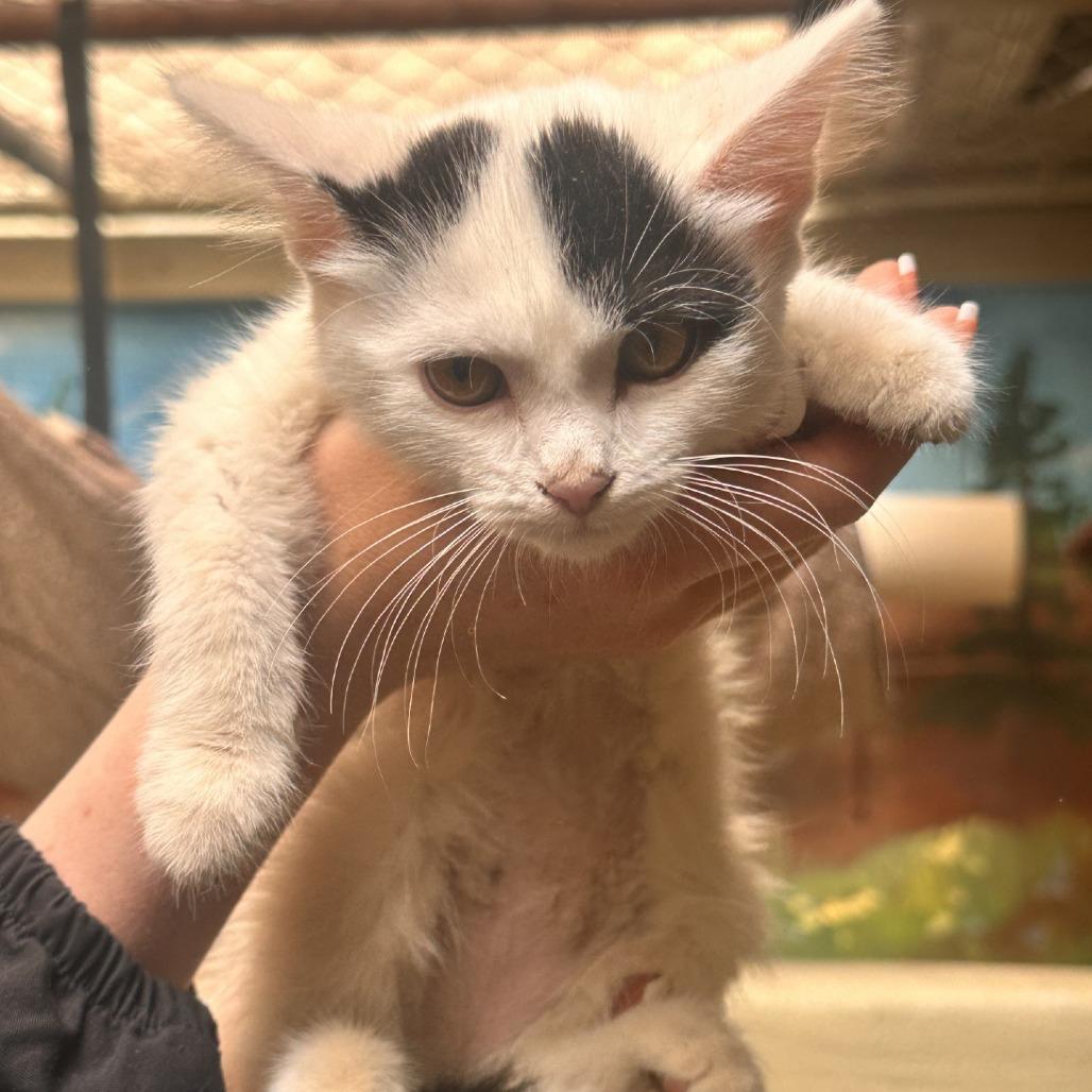 Enlarge Kittens, an adoptable Domestic Short Hair in Grass Valley, CA image 5/6