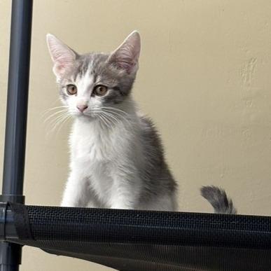 Enlarge Kittens, an adoptable Domestic Short Hair in Grass Valley, CA image 6/6