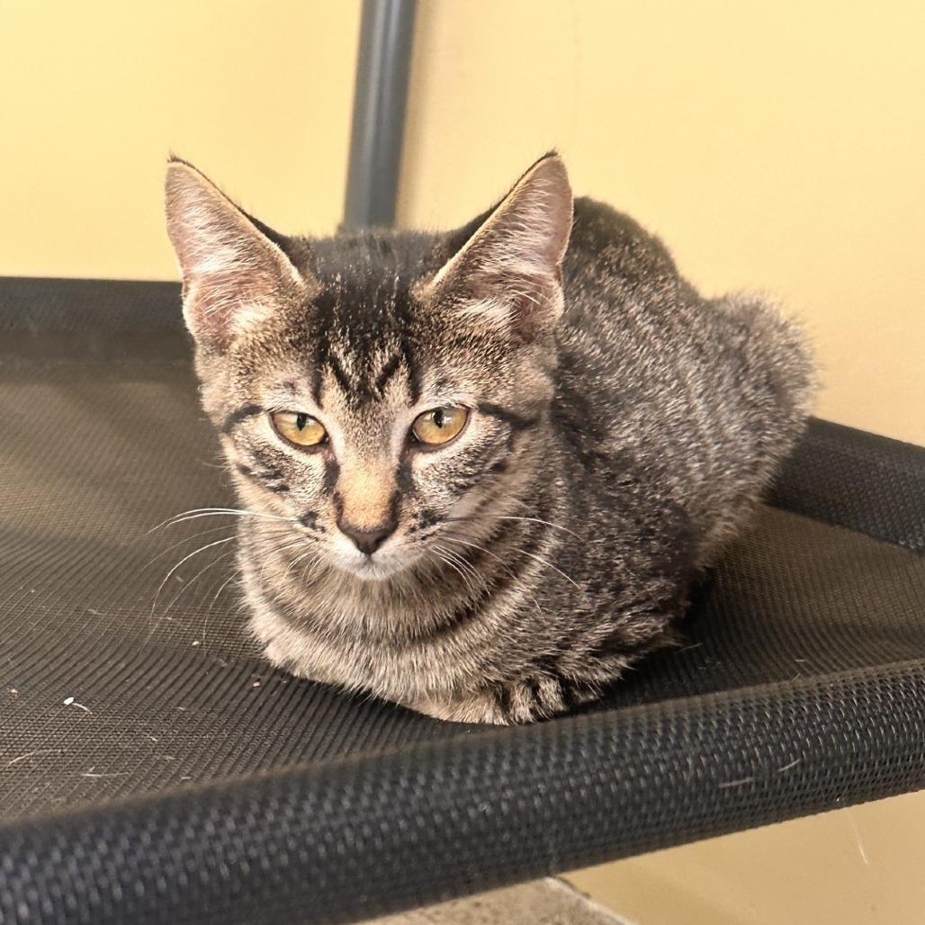 Enlarge Kittens, an adoptable Domestic Short Hair in Grass Valley, CA image 2/6