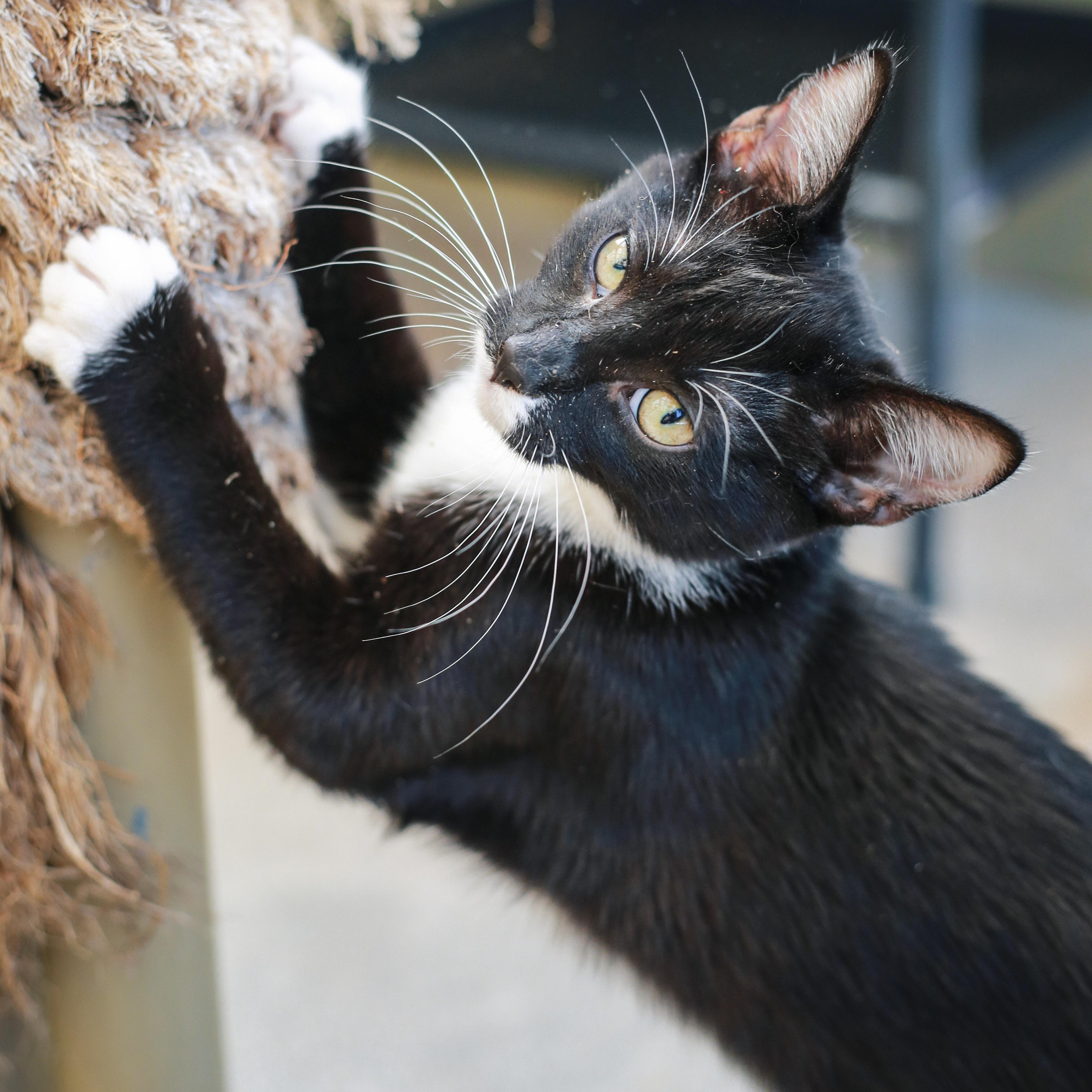 Kittens, a ADOPTABLE Domestic Short Hair in Grass Valley, CA image 5/6