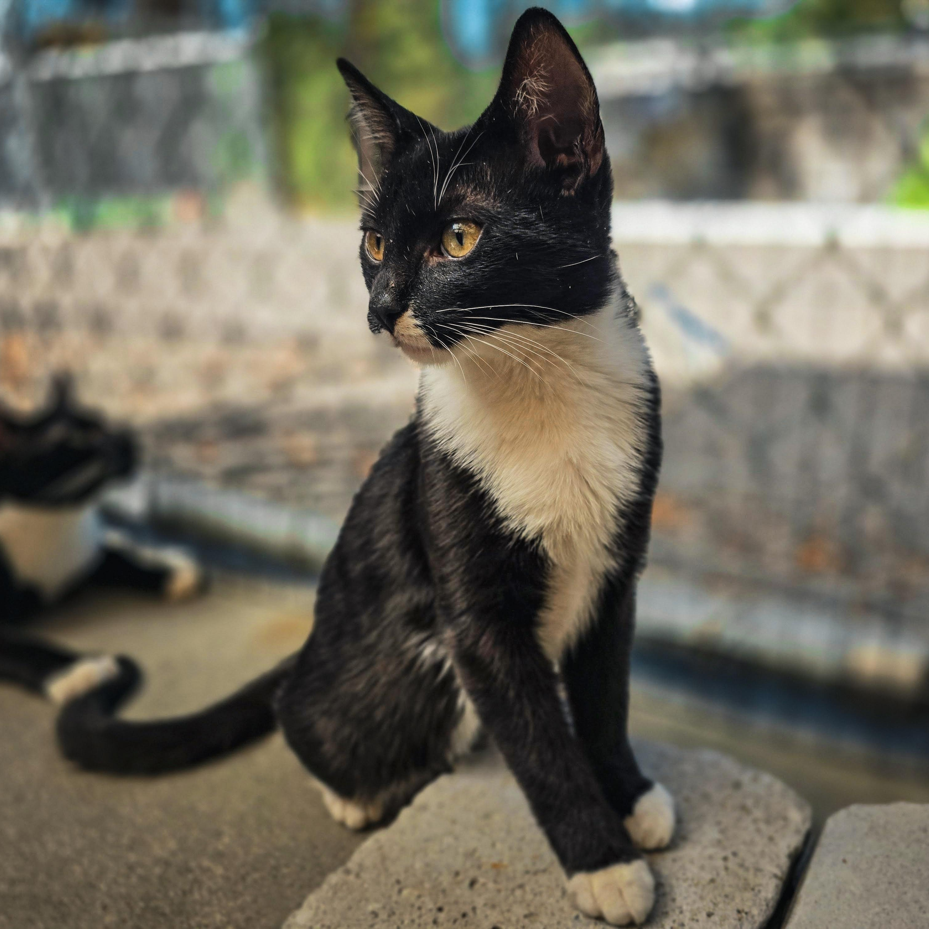 Kittens, a ADOPTABLE Domestic Short Hair in Grass Valley, CA image 3/6