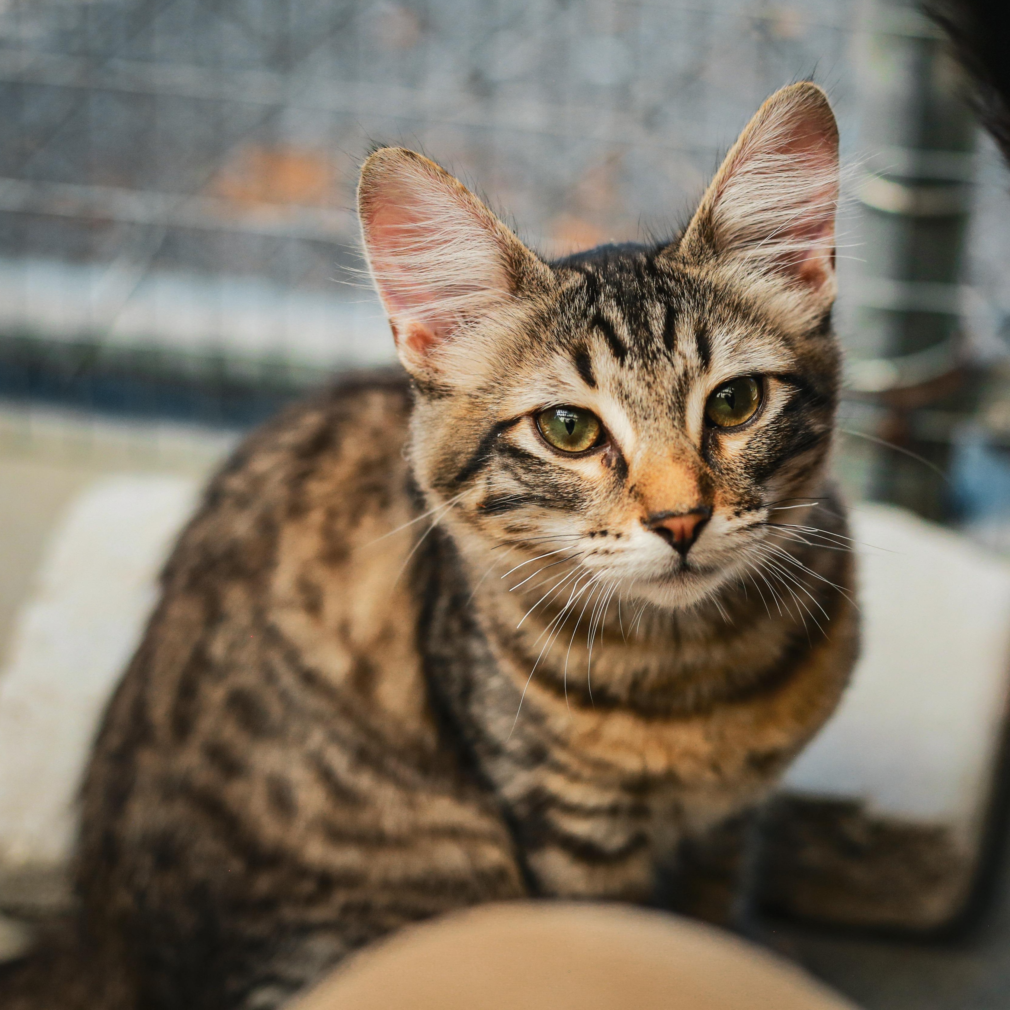 Kittens, a ADOPTABLE Domestic Short Hair in Grass Valley, CA image 6/6