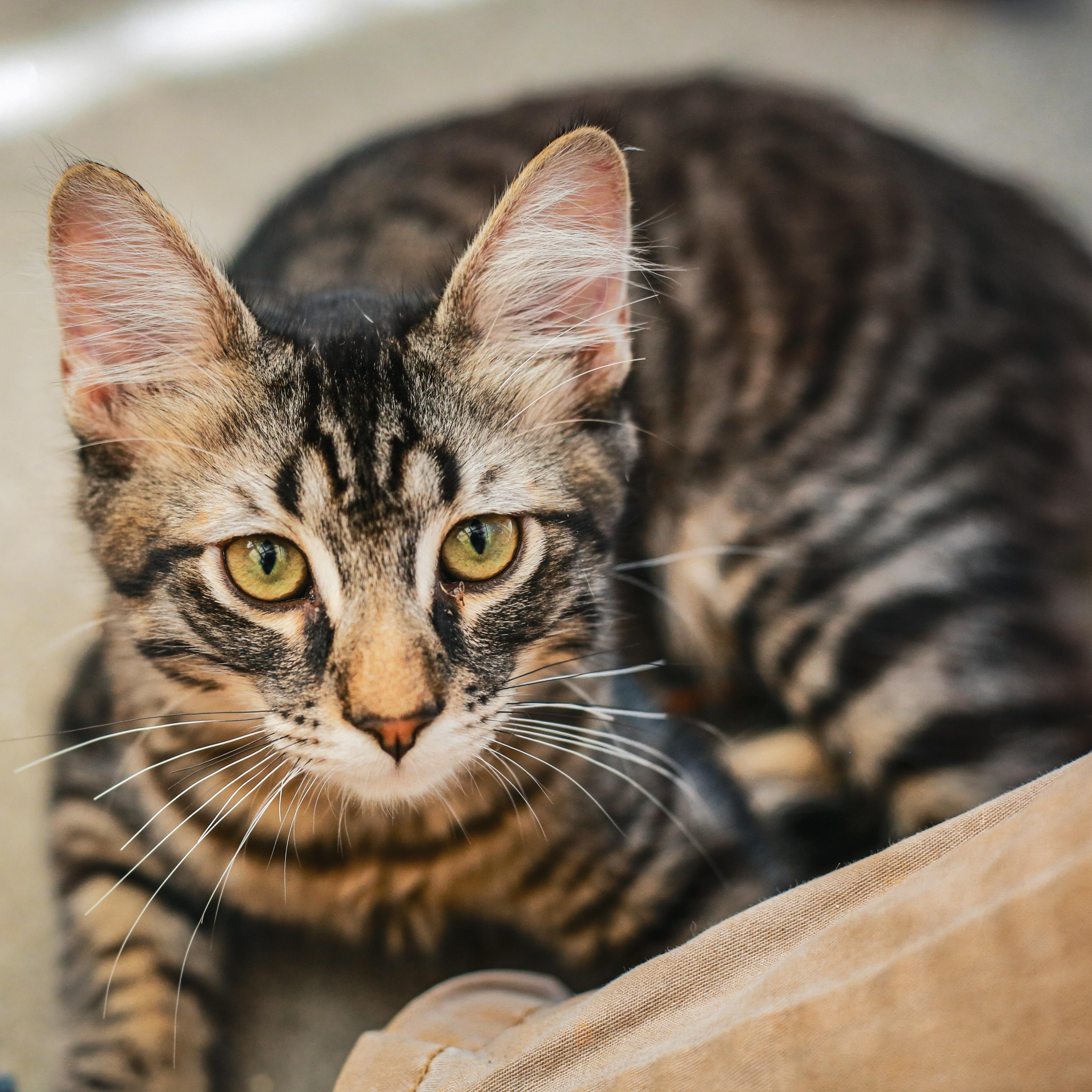 Kittens, ADOPTABLE, Kitten Male Domestic Short Hair.