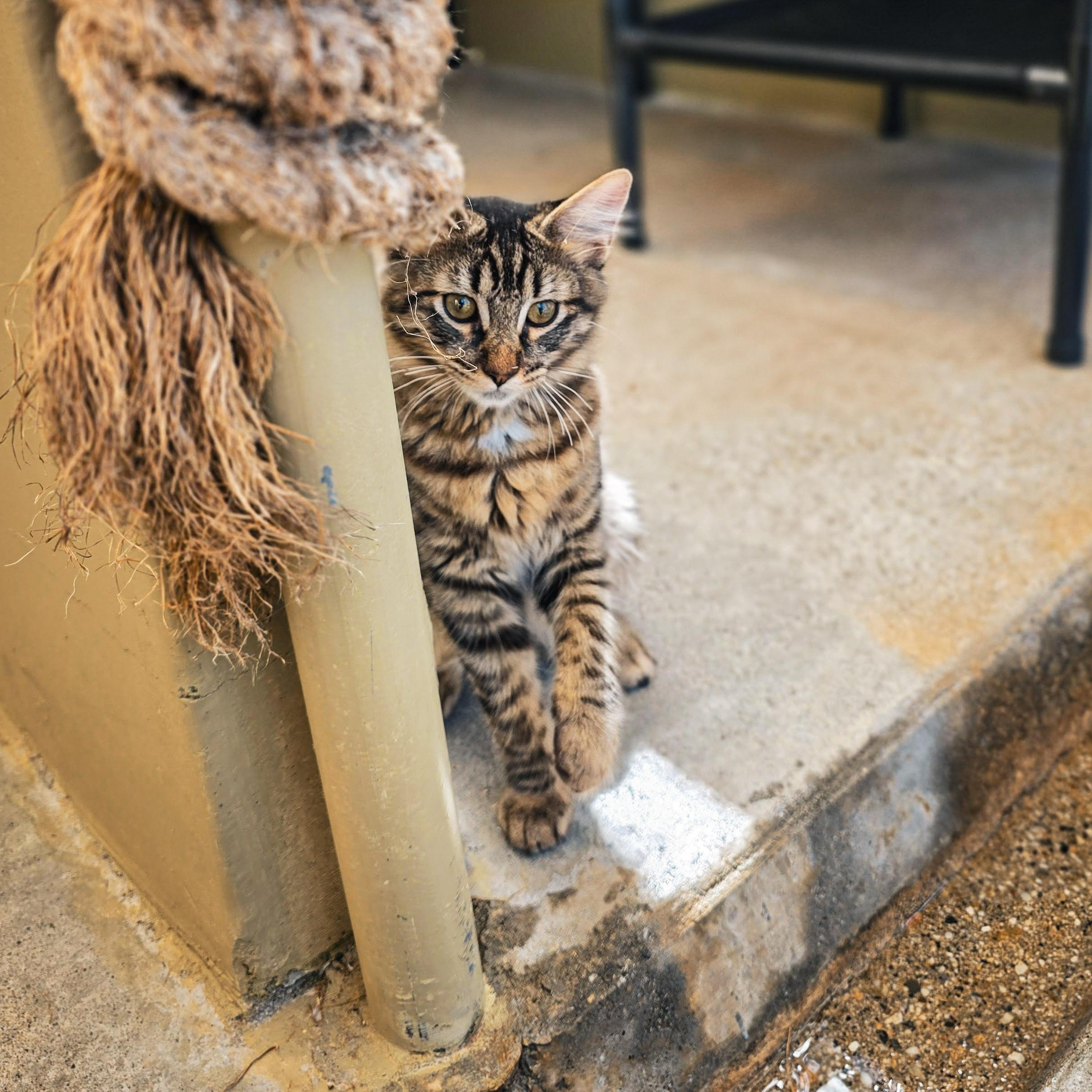 Kittens, a ADOPTABLE Domestic Short Hair in Grass Valley, CA image 2/6