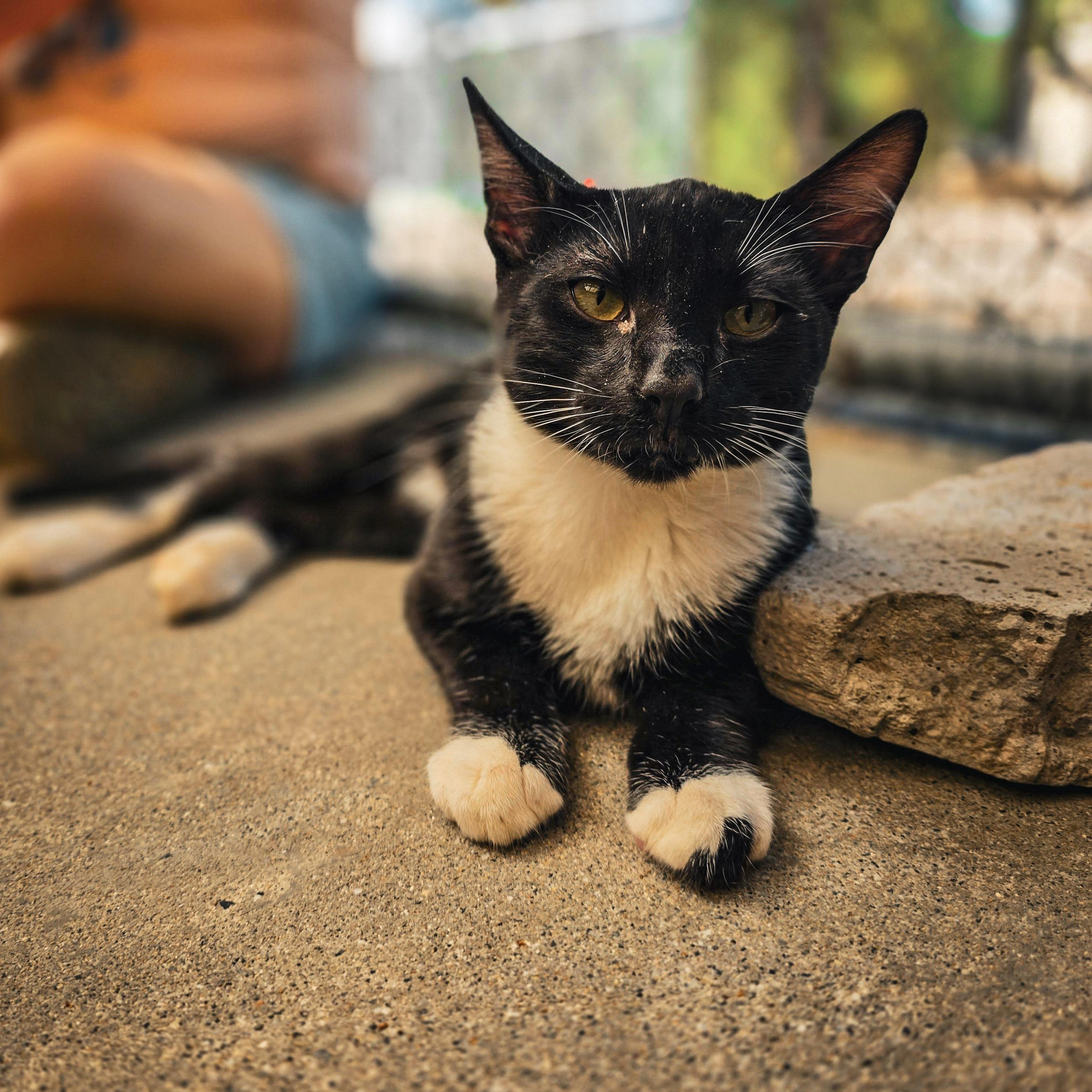 Kittens, a ADOPTABLE Domestic Short Hair in Grass Valley, CA image 4/6