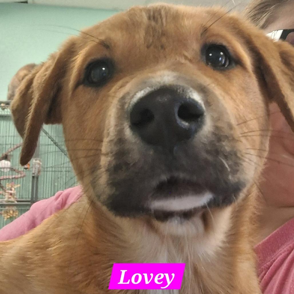 Lovey, Adoptable, Puppy Female Black Mouth Cur.
