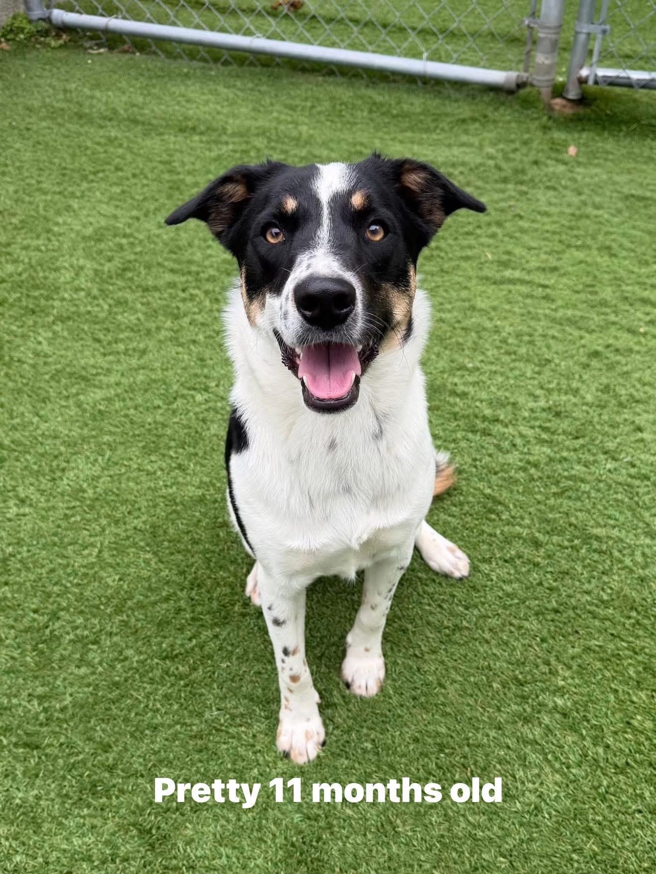 Pretty, ADOPTABLE, Young Female Australian Shepherd & Cattle Dog.